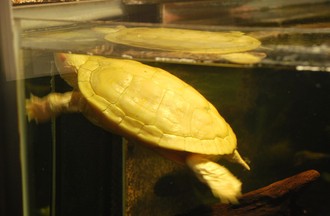Reptiles du monde