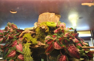 Reptiles du monde