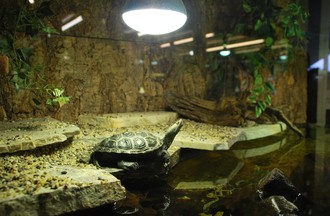 Reptiles du monde