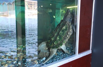 Reptiles du monde