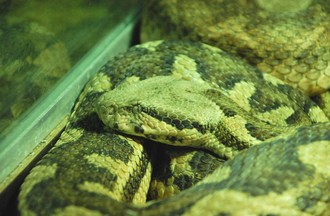 Reptiles du monde
