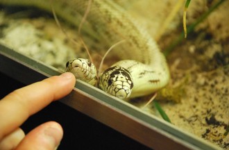 Reptiles du monde, Tom & Jerry le serpent à deux têtes