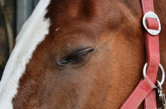 Les chevaux sont préparés depuis des mois.