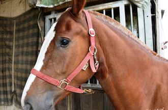 Les chevaux appartiennent à la famille Froidevaux, à Theurre.