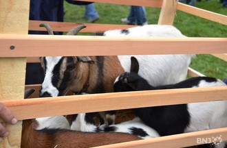 Foire de Chaindon 2011