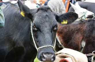Foire de Chaindon 2011