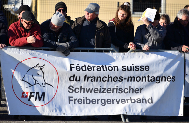 Sélection nationale des étalons franches-montagnes