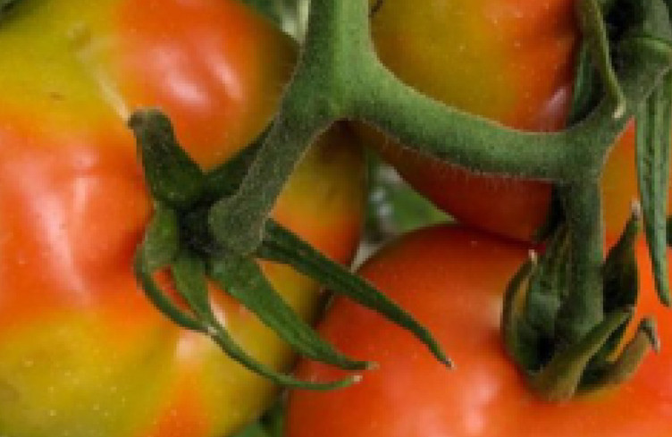 Le virus de la tomate aux portes de la Suisse