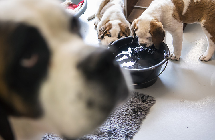 Davantage d'espace pour les chiens Saint-Bernard à Martigny (VS)