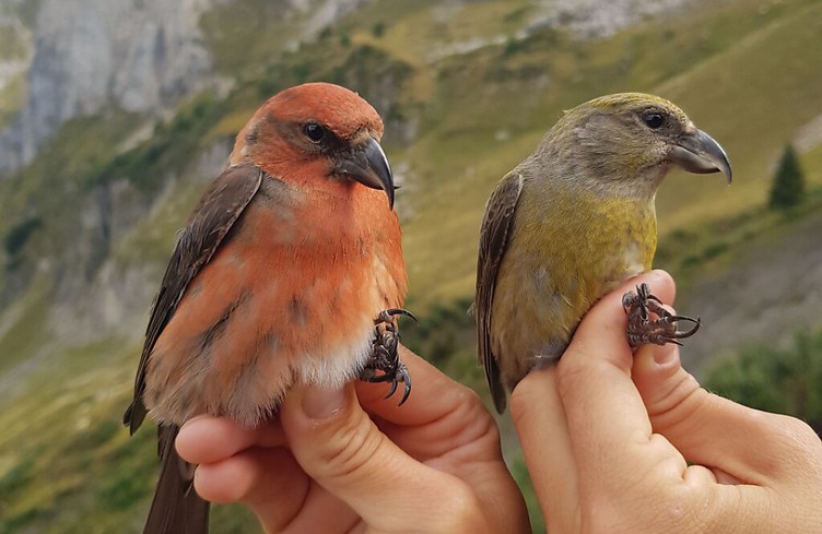 Record de passage de bec-croisé des sapins au col de Bretolet (VS)