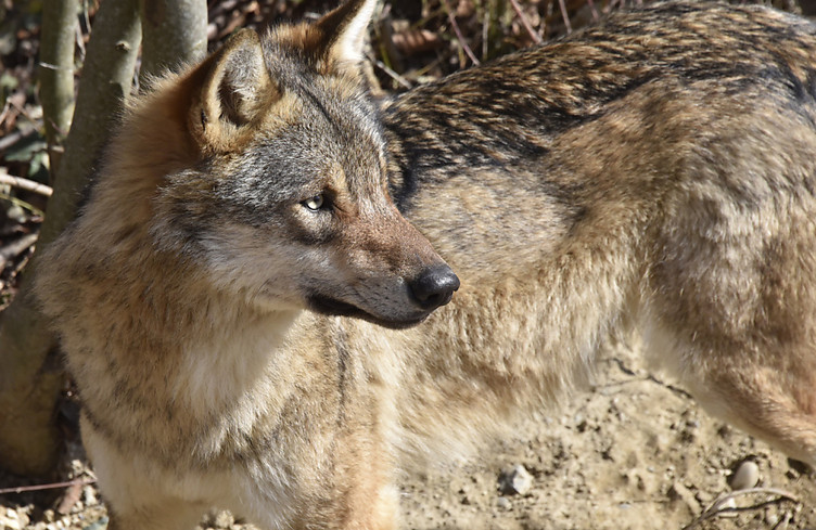 Le loup était au menu du Grand Conseil valaisan