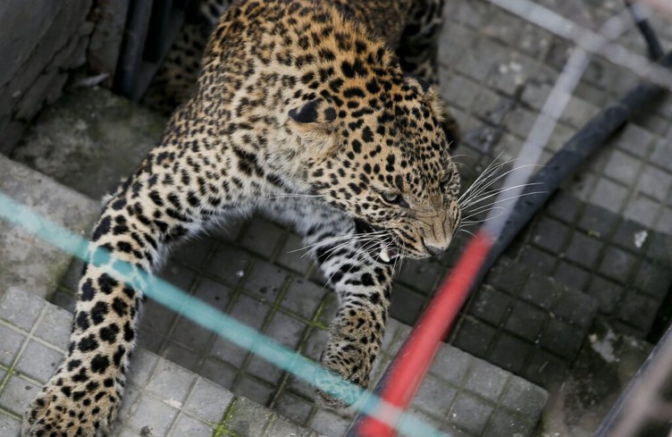 Un léopard rend visite à l'ambassade de Suisse à Katmandou