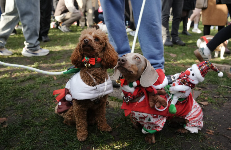 A Londres, un défilé canin vole la vedette au père Noël