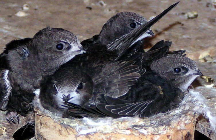 Comment les oiseaux supportent la chaleur estivale