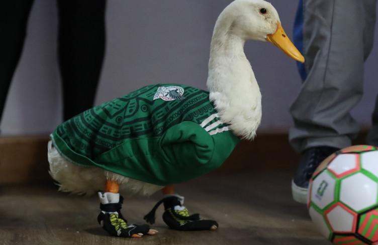 Le canard mascotte du Mexique reçoit les honneurs présidentiels