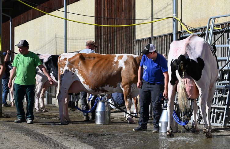 Marché-Concours bovin de Tavannes