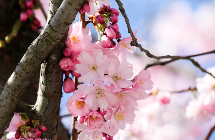 Concours photos Printemps