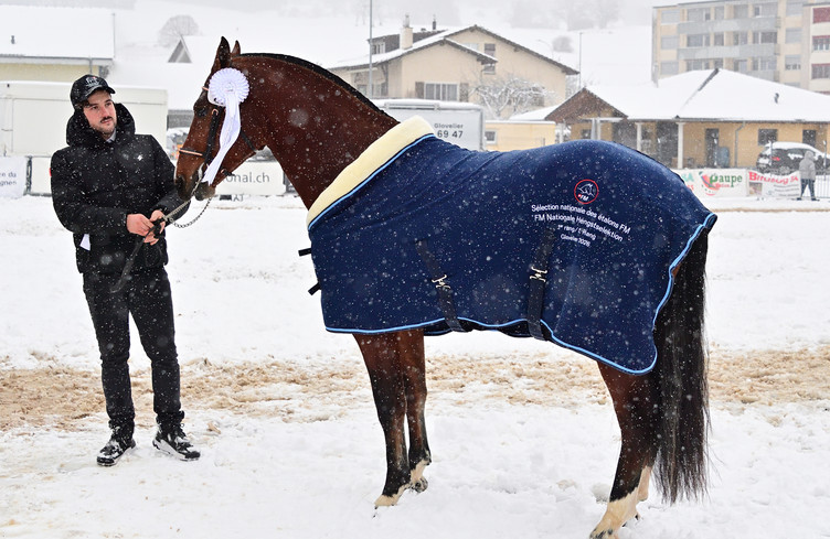 Sélection nationale des étalons franches-montagnes