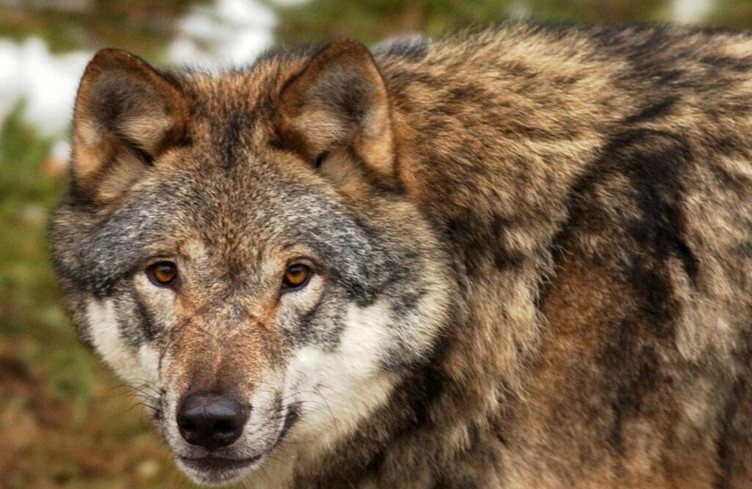 Une commission veut compléter les mesures contre les loups