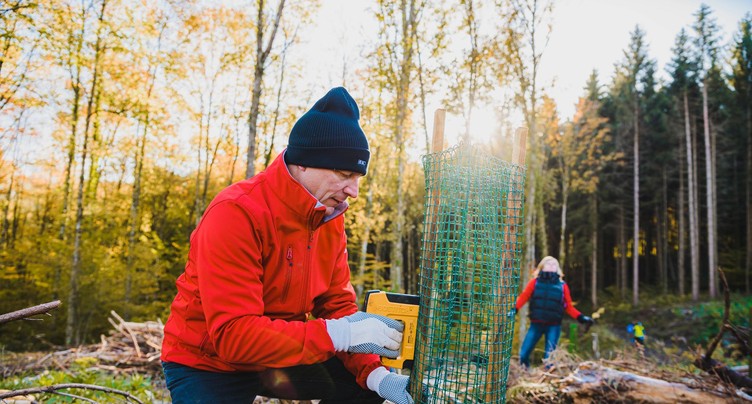 À Bressaucourt, la BCJ redonne vie à une forêt sinistrée par le bostryche