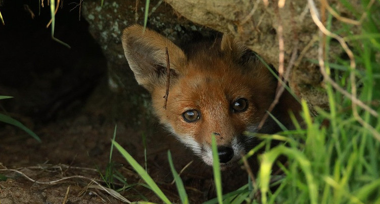 Nouvelles dispositions sur la chasse et la protection de la faune sauvage mises en consultation