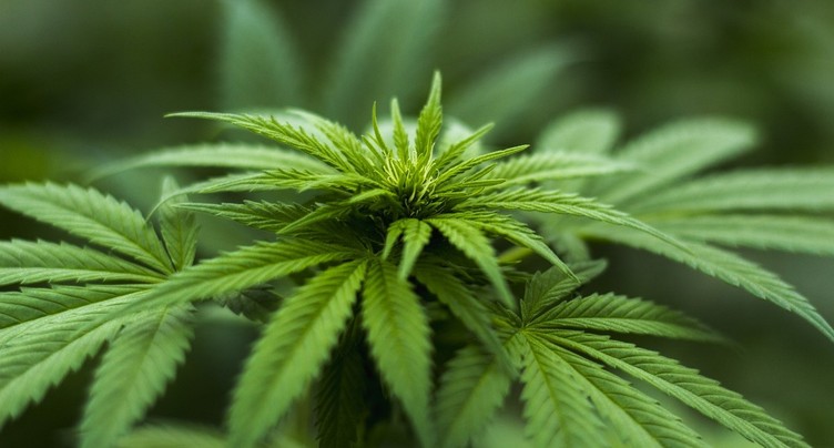 Le Conseil-exécutif n’est pas intéressé par le projet pilote sur le cannabis