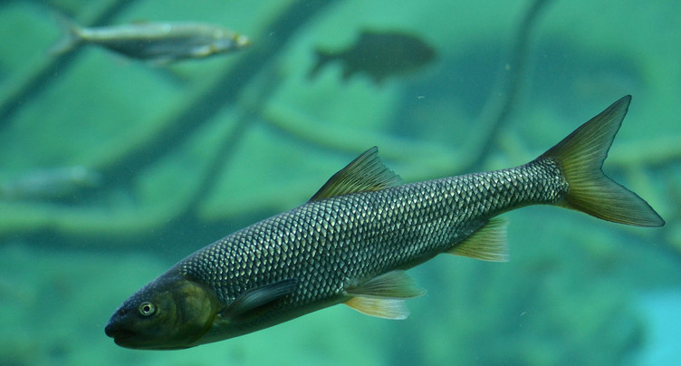 Nouvelles règles pour la pêche en 2026