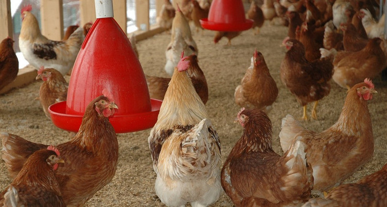 Des poussines par milliers à Bonfol