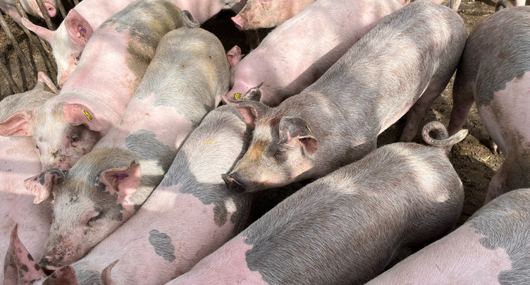 Le prix du porc suisse au plus bas