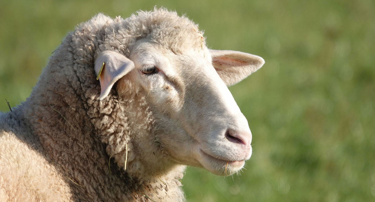 Des moutons attaqués par des chiens à La Chaux-de-Fonds