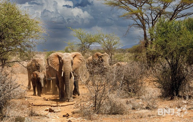La savane au château de Miécourt