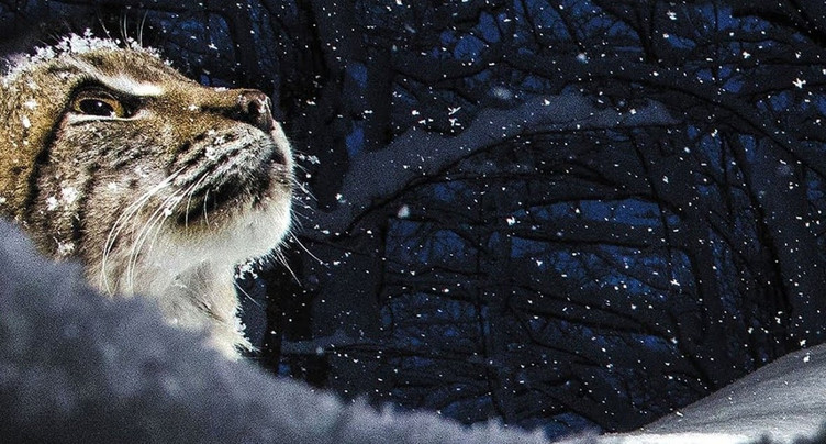 Lynx à La Brévine