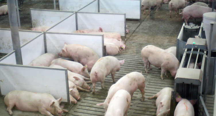 Conseil d'Etat interpellé sur l'agrandissement d'une porcherie