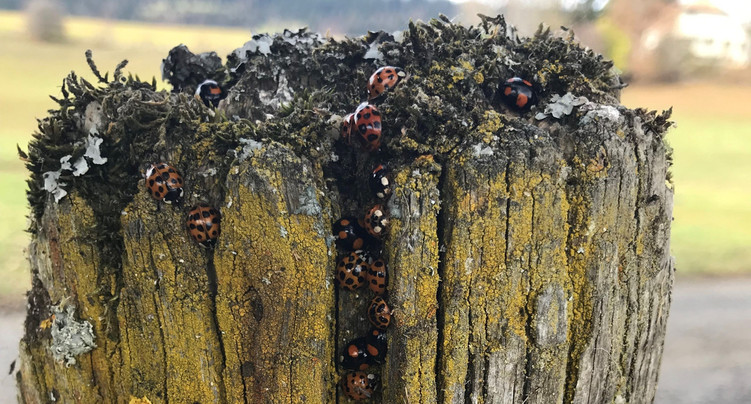 Les espèces exotiques envahissantes : une véritable menace ?