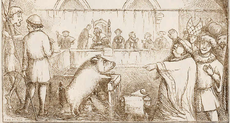 Histoire : un cochon sur le banc des accusés