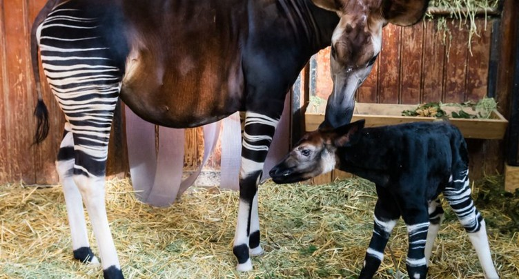 Naissance d'un petit okapi au zoo de Bâle: un événement rare
