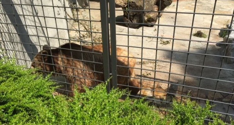 L'ours brun Haydibay de La Chaux-de-Fonds est mort à 35 ans