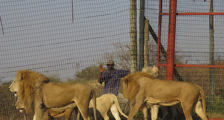 Afrique du Sud: des pumas et des lions contaminés par le Covid-19