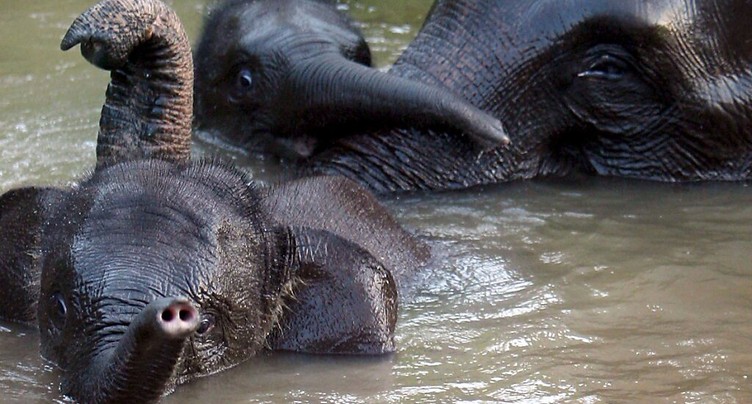 Indonésie: prison ferme pour la mort de cinq éléphants près d'une plantation