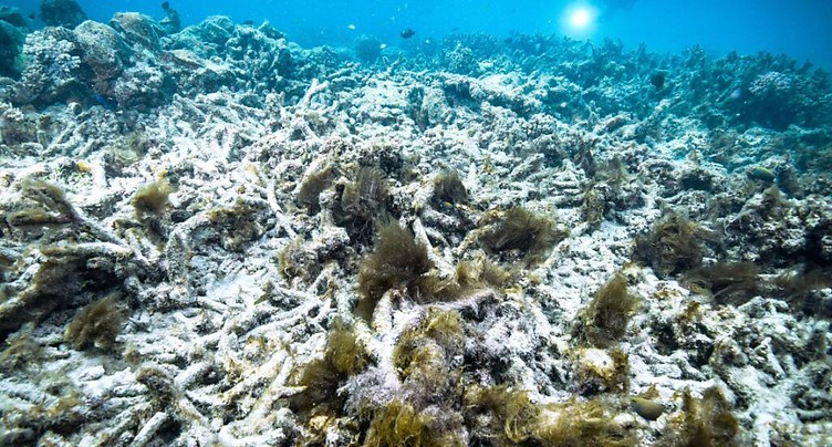 L'Australie investit pour protéger la grande barrière de corail