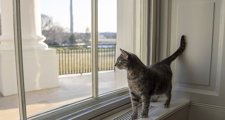 Les Biden accueillent la chatte Willow à la Maison Blanche