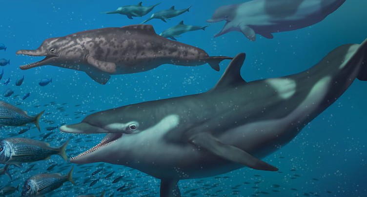 Découvertes d'espèces inconnues de dauphins sur le Plateau