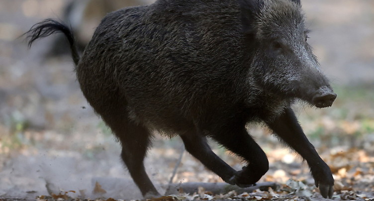 Peste porcine: les agriculteurs italiens sonnent l'alarme
