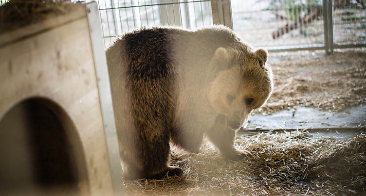 Les ours Sam et Jamila, du zoo de Skopje, sont arrivés à Arosa