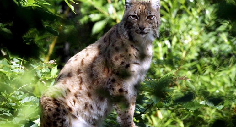 Tir d'un lynx dans l'Oberland bernois autorisé