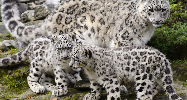 Deux léopardeaux des neiges naissent au zoo de Zurich
