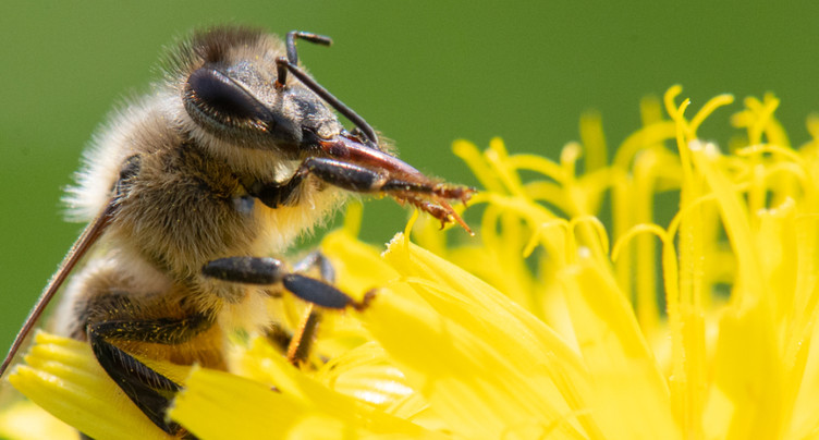 Hécatombe dans les colonies d'abeilles l'hiver dernier