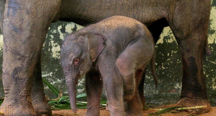 Une éléphante de Sumatra gestante découverte morte, sans doute empoisonnée