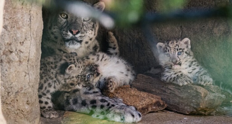 Trois bébés léopards des neiges sont nés au zoo de Bâle