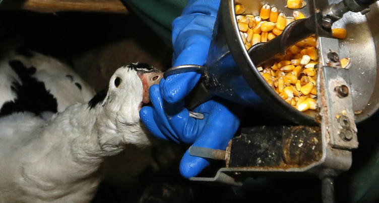 Deux initiatives pour arrêter d'importer foie gras et fourrure